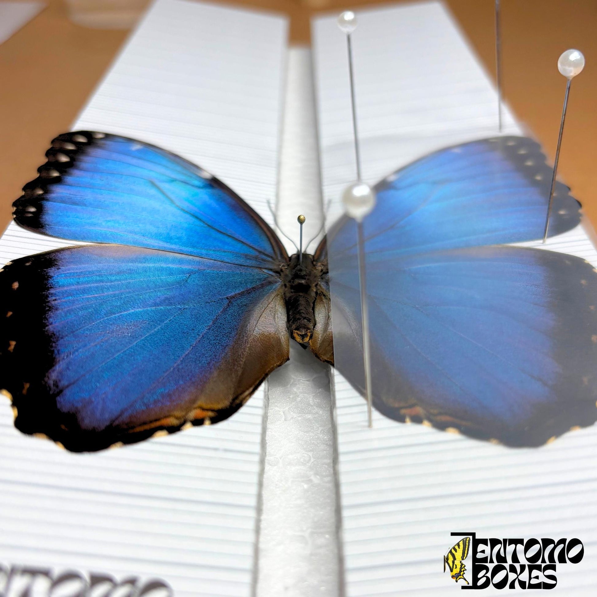 Standard angled insect pinning Board with Grid Sticker mounting spreading moths butterflies Taxidermy Entomology