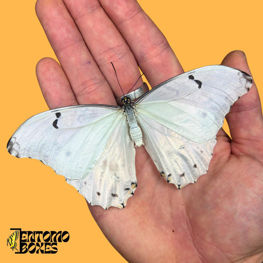 The White Morpho real butterfly from South America insect for collection not pinned