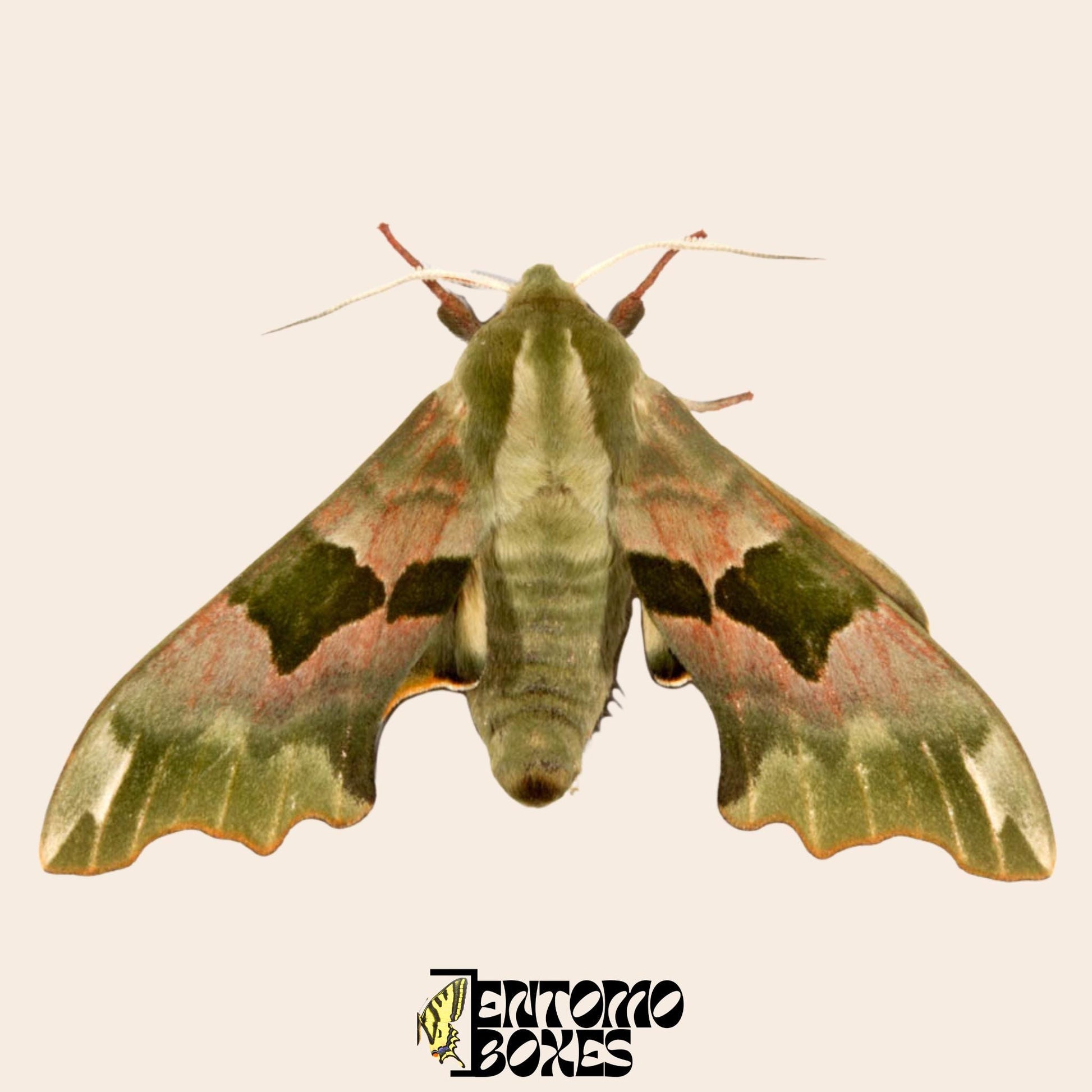 mimas tiliae hawkmoth specimen with open wings