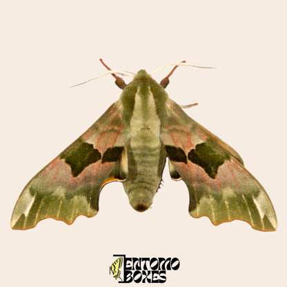 mimas tiliae hawkmoth specimen with open wings