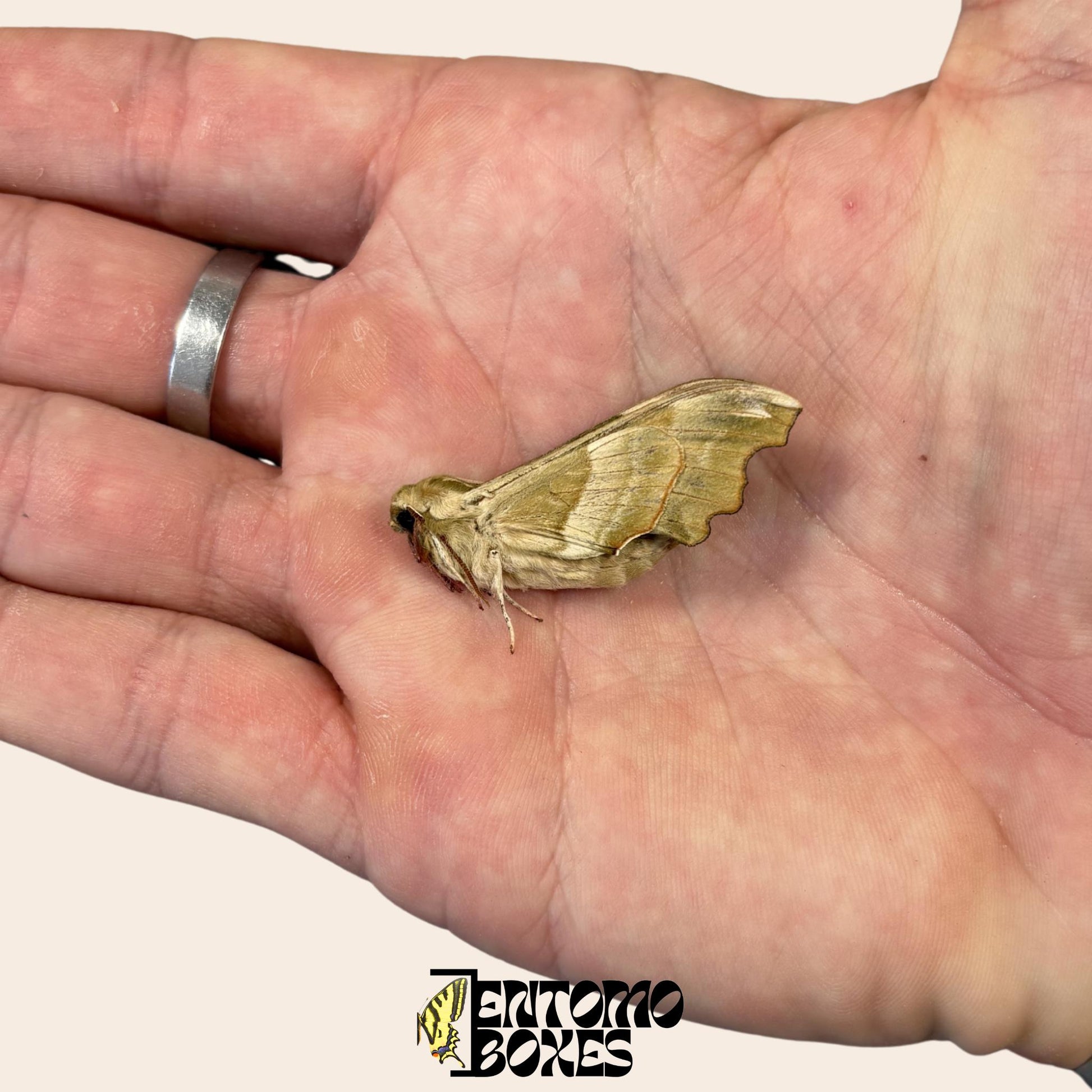 mimas tiliae hawkmoth specimen with closed wings