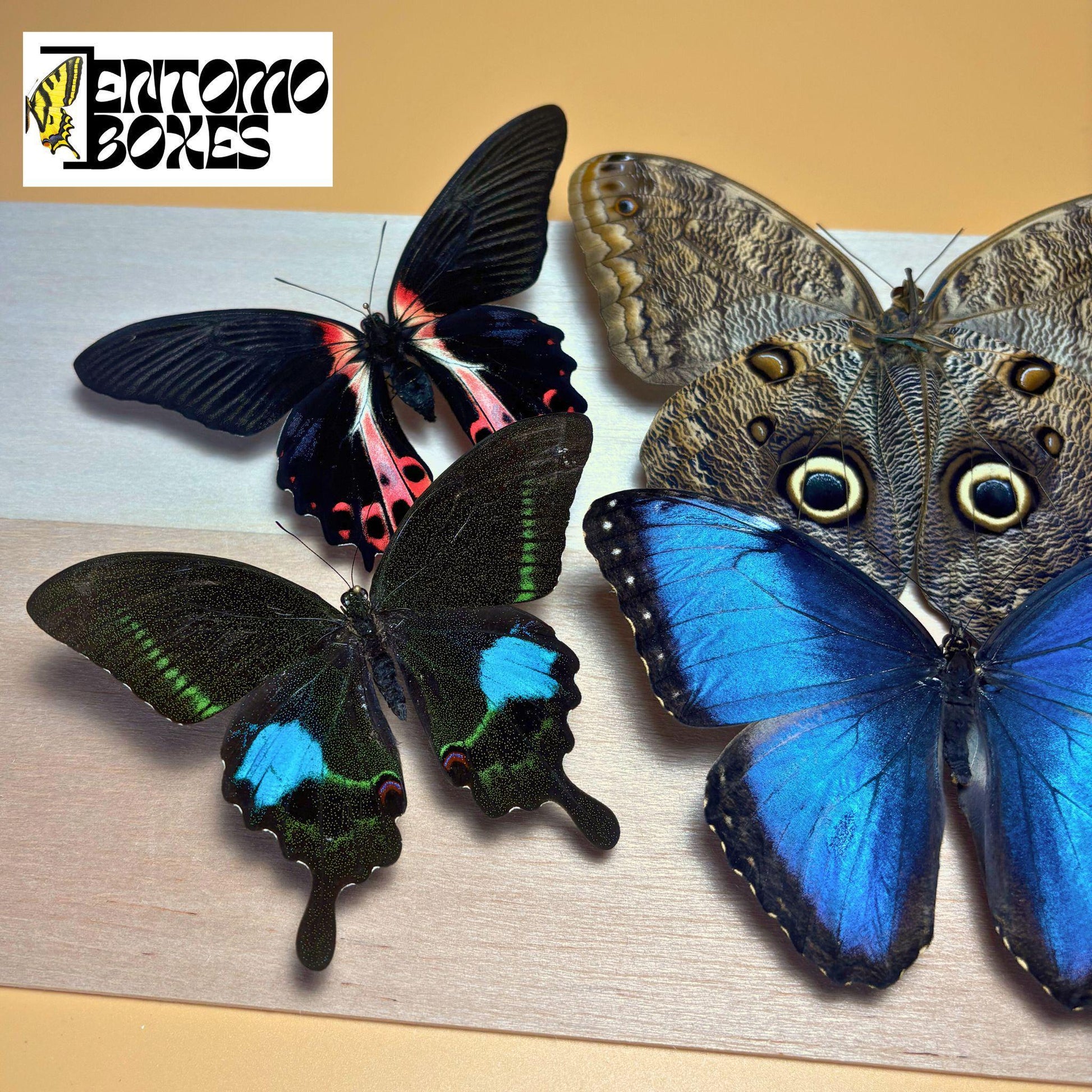 Tropical butterflies with opened wings