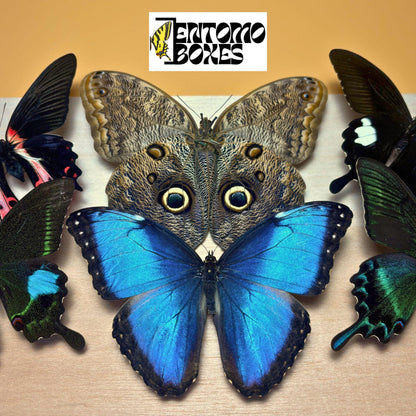 Tropical butterflies with opened wings