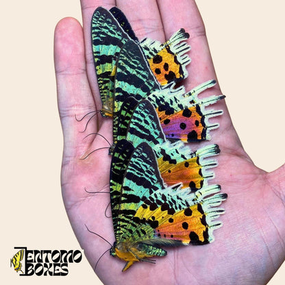 urania ripheus moths