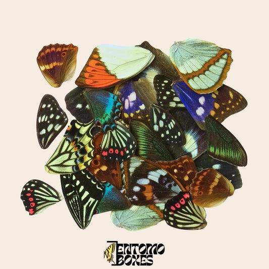 mix of real butterfly wings