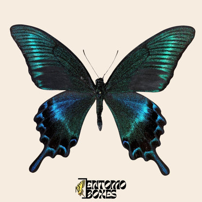 papilio maackii male pinned butterfly