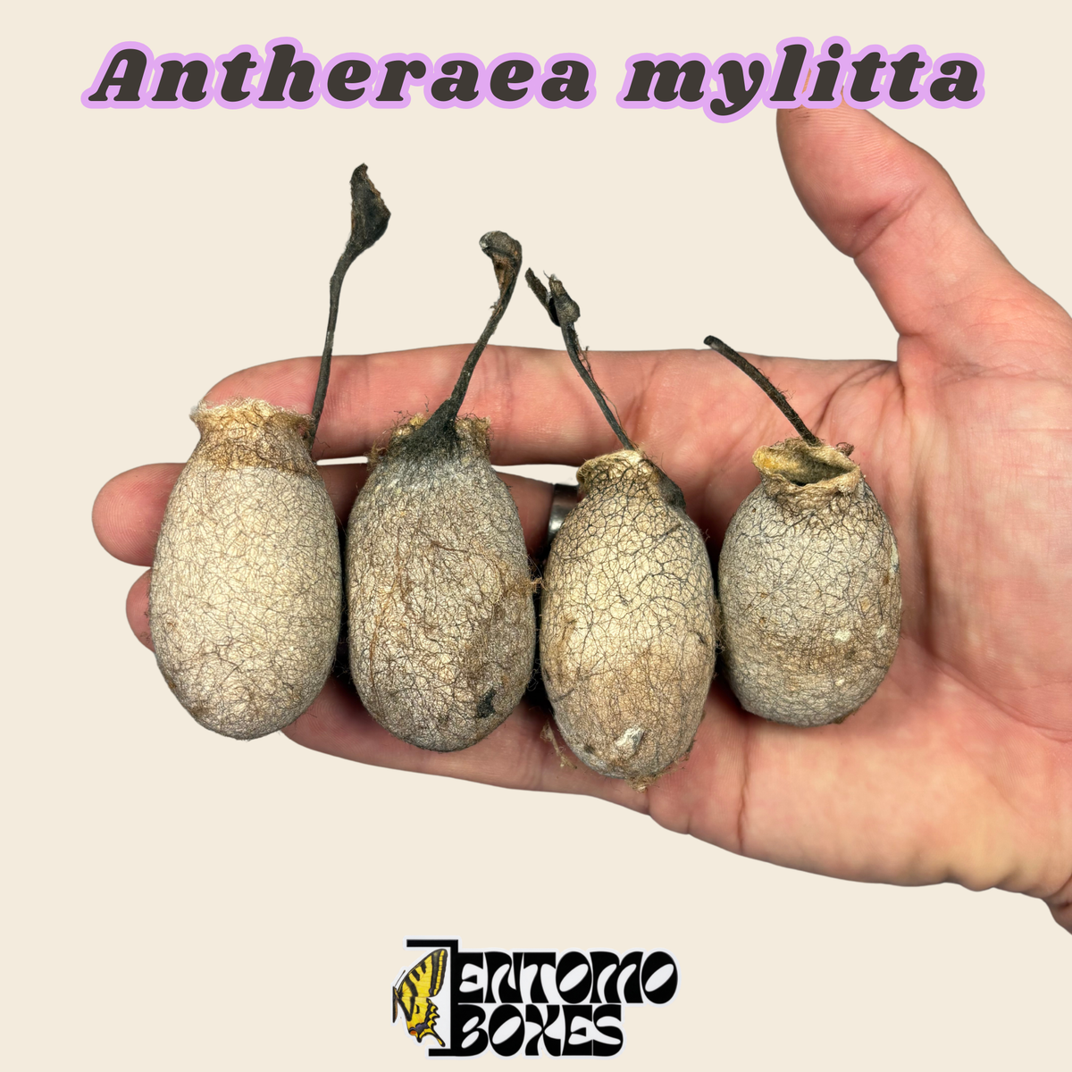 Empty Antheraea mylitta silk moth cocoon, pale tan hatched cocoon shell held in hand