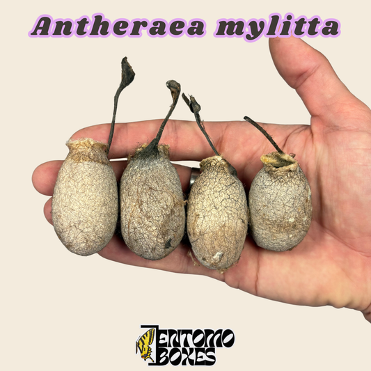 Empty Antheraea mylitta silk moth cocoon, pale tan hatched cocoon shell held in hand