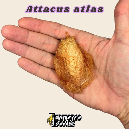 Empty Attacus atlas silk moth cocoon, golden brown hatched cocoon shell held in hand