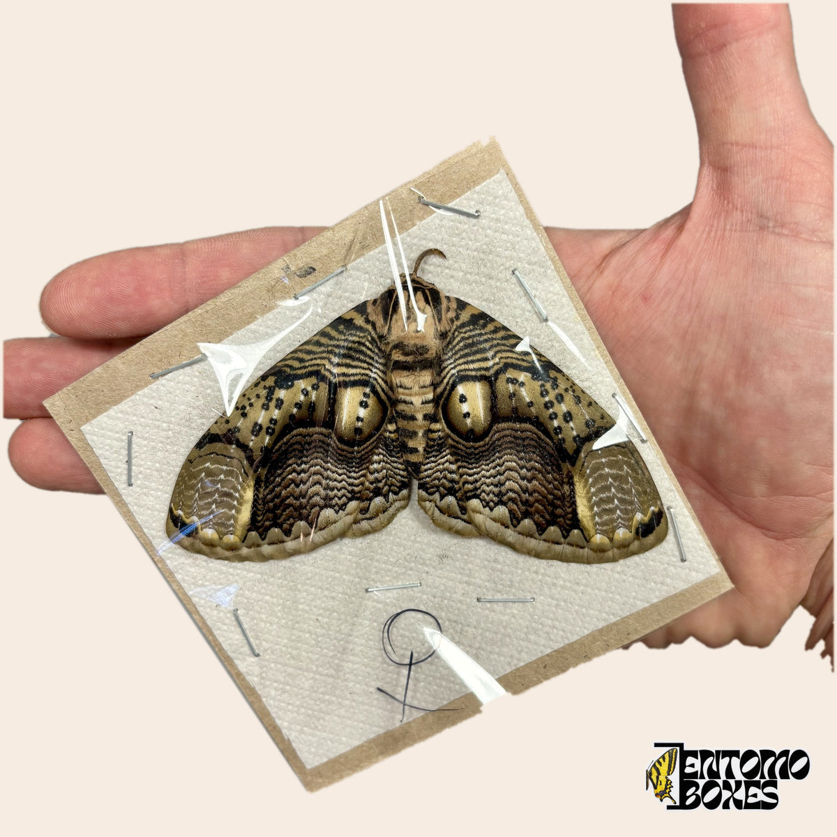 Brahmaea hearseyi owl moth female, unmounted specimen with open wings packed flat on cardboard, held in hand on a beige background