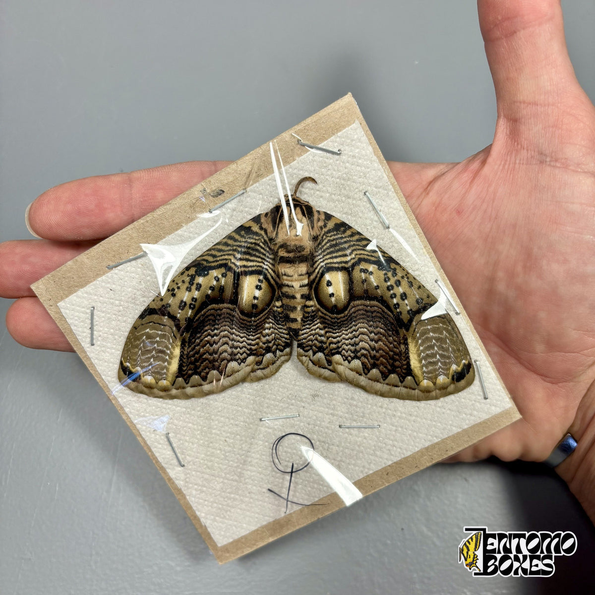 Brahmaea hearseyi owl moth female, unmounted specimen with open wings packed flat on cardboard, held in hand