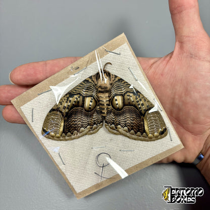 Brahmaea hearseyi owl moth female, unmounted specimen with open wings packed flat on cardboard, held in hand