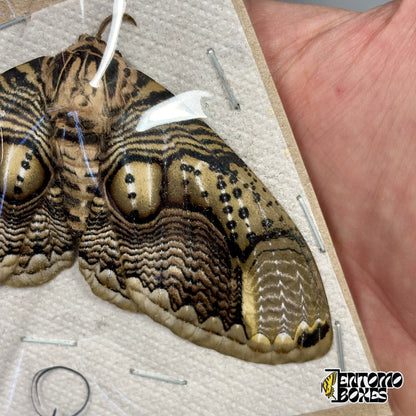 Close-up of Brahmaea hearseyi owl moth wing pattern, wavy brown, cream and golden bands with owl-eye spots