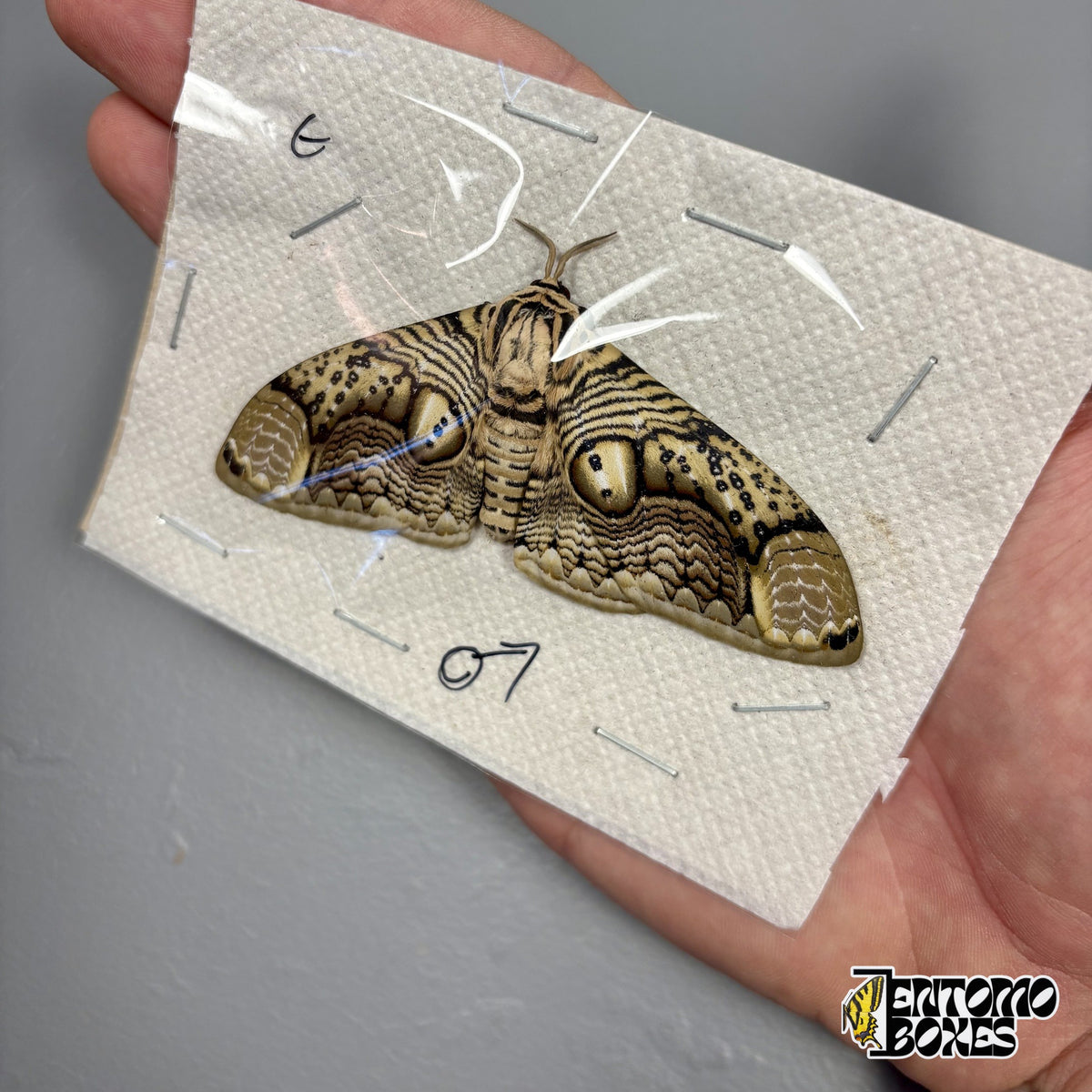 Brahmaea hearseyi owl moth male with open wings, unmounted specimen packed under foil, held in hand