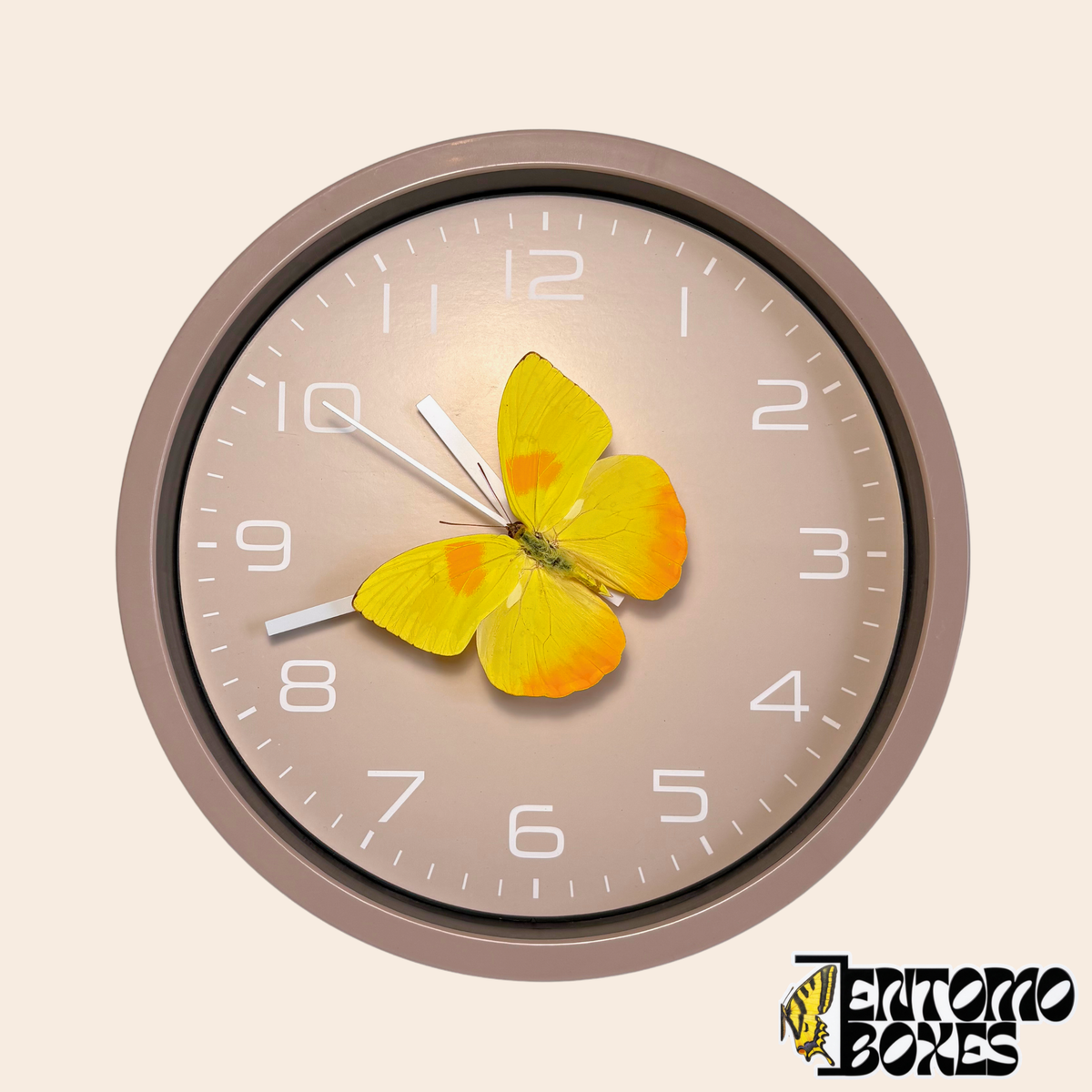 Taupe wall clock with a real yellow Orange-barred Sulphur butterfly (Phoebis philea) on the second hand, front view