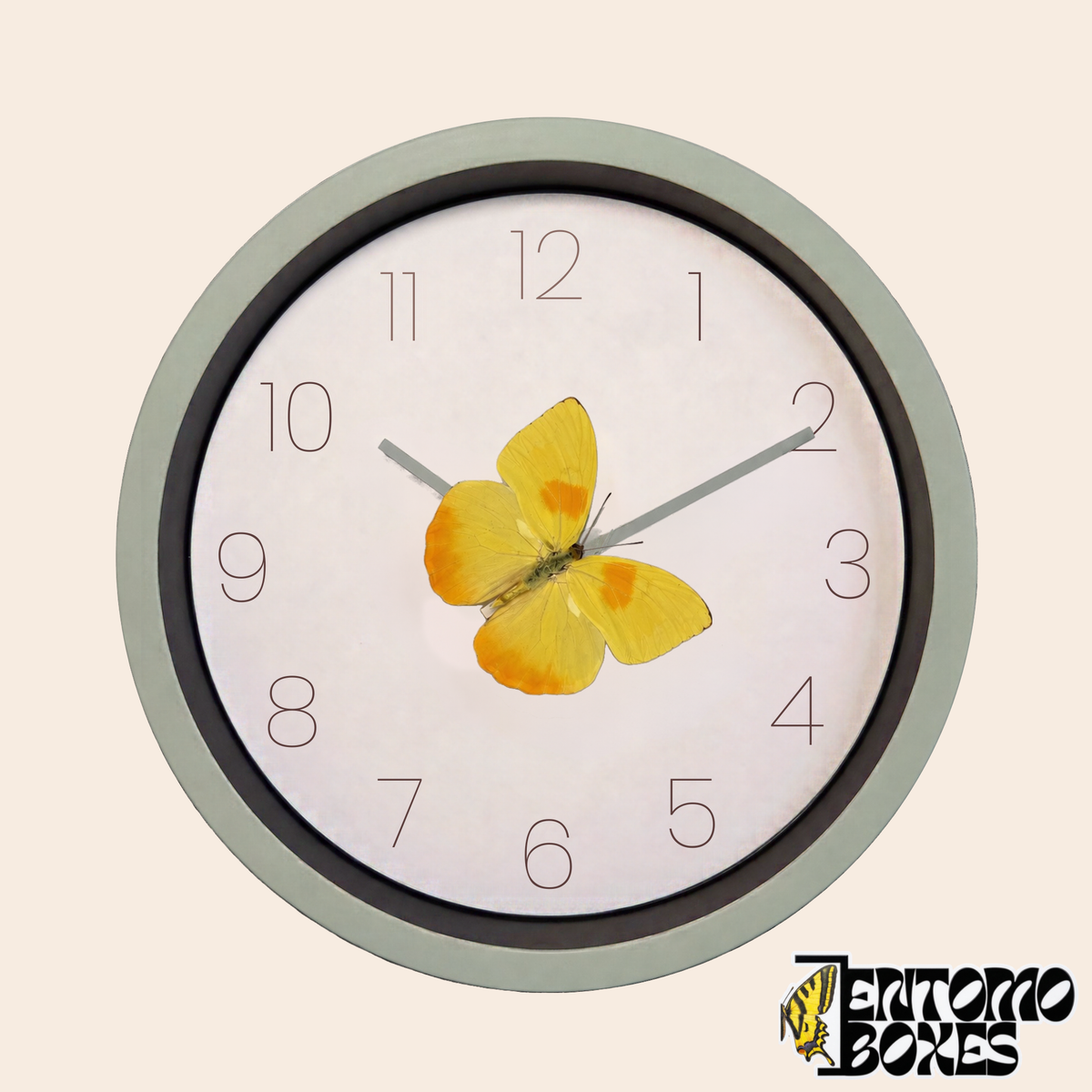 Sage green wall clock with a white dial and a real Orange-barred Sulphur butterfly on the minute hand, front view