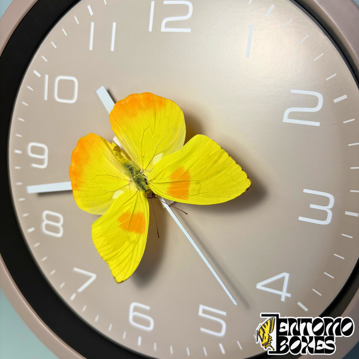 Angled view of the taupe butterfly clock with the real yellow butterfly above the dial, no glass on the front