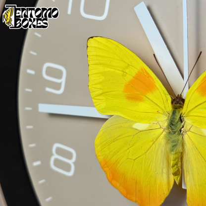 Close-up of the Phoebis philea butterfly with orange patches on its yellow wings and a fuzzy green body on the taupe clock dial
