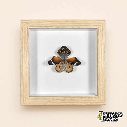 Orchid flower made of real orange, brown and blue butterfly wings in a light wood shadow box frame with a glass front, front view
