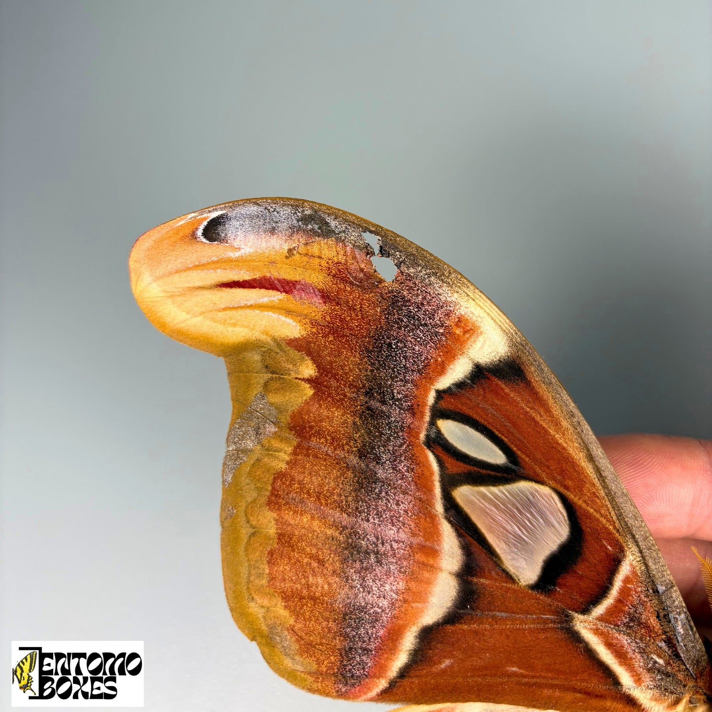 Attacus atlas mounted moths