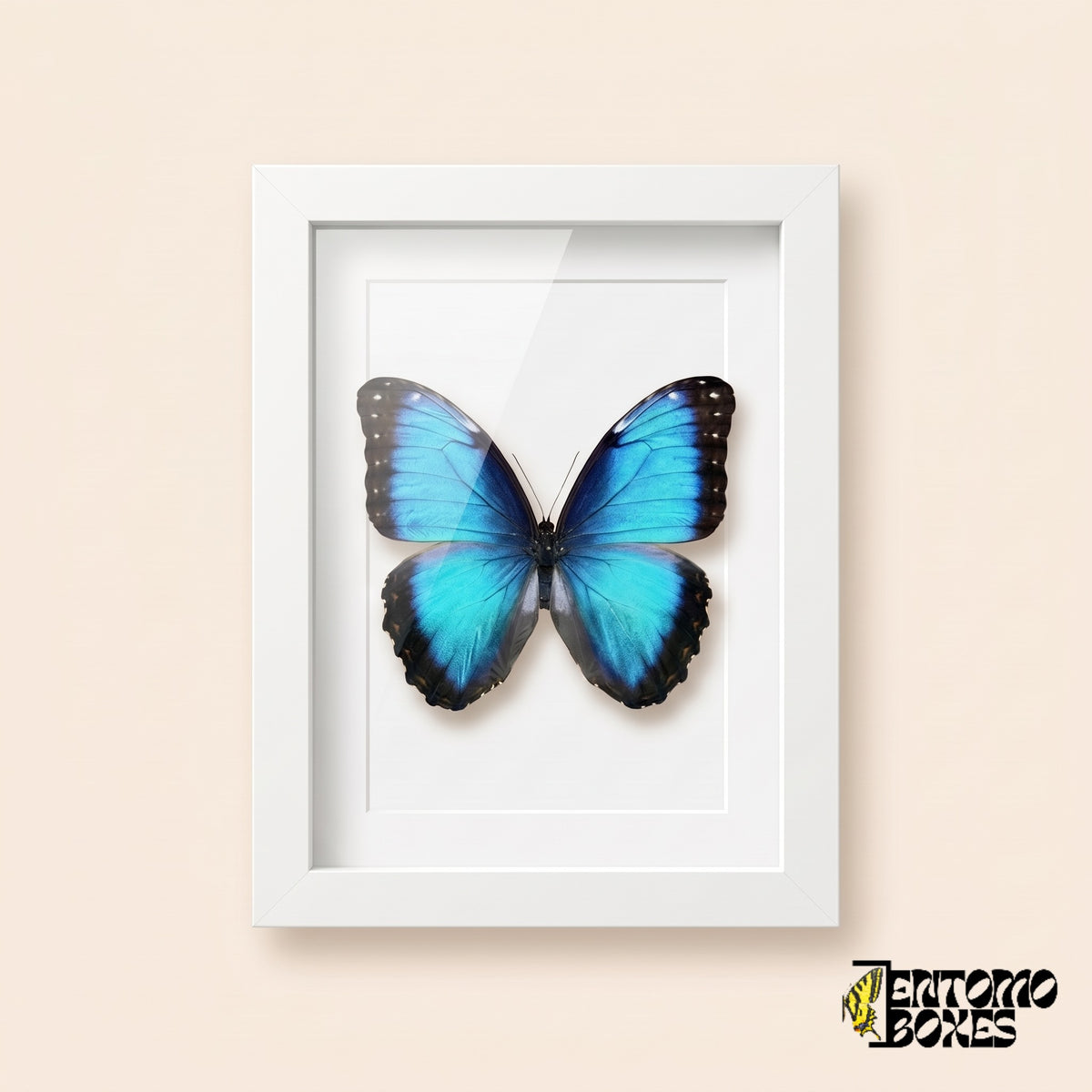 Blue morpho butterfly (Morpho helenor) in a white shadow box frame, front view