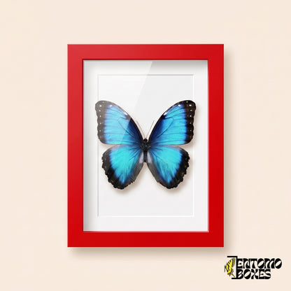 Blue morpho butterfly (Morpho helenor) in a red shadow box frame, front view
