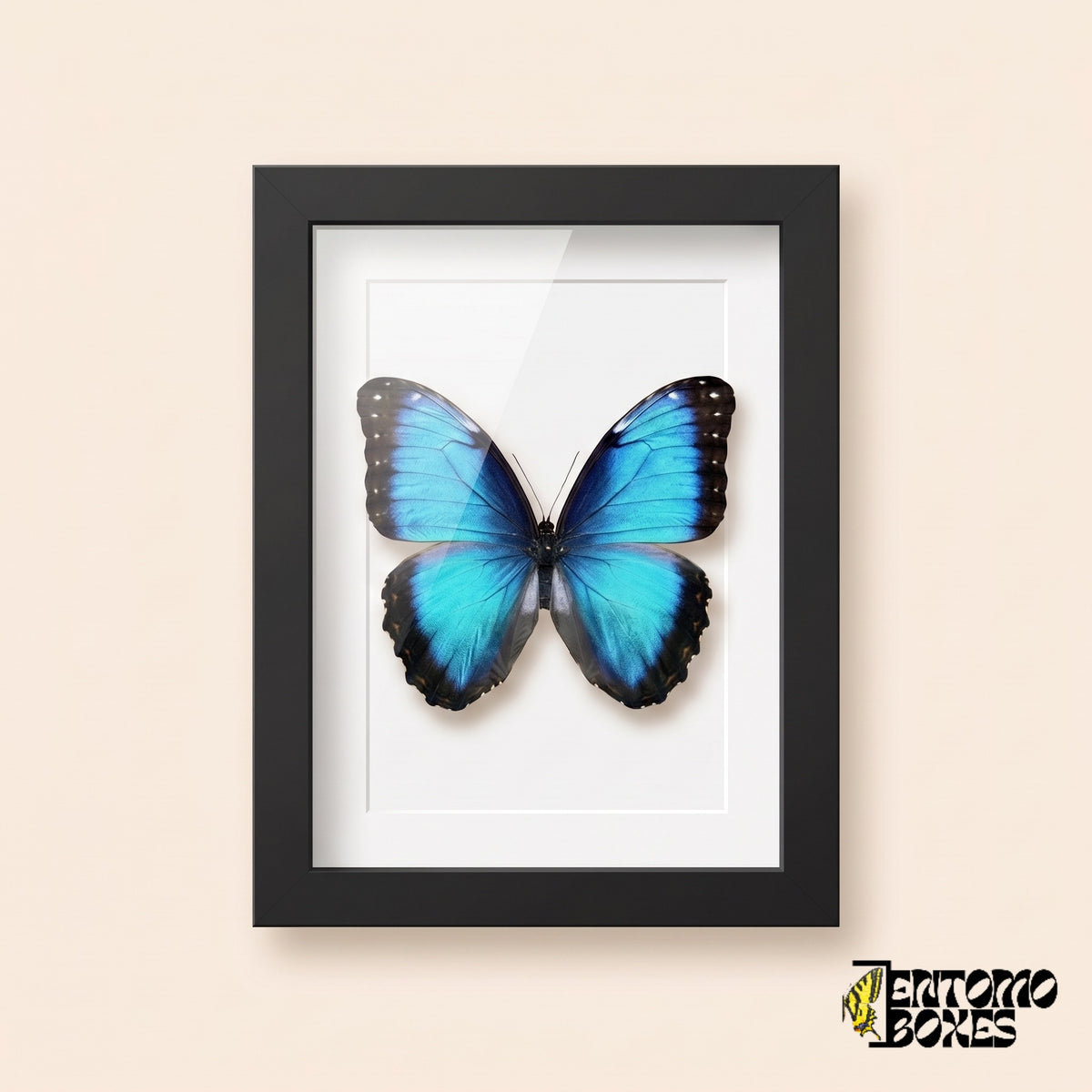 Blue morpho butterfly (Morpho helenor) in a black shadow box frame, front view