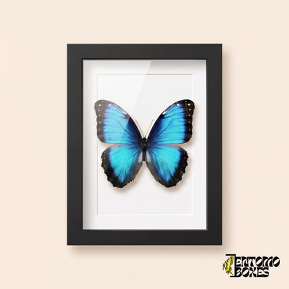 Blue morpho butterfly (Morpho helenor) in a black shadow box frame, front view