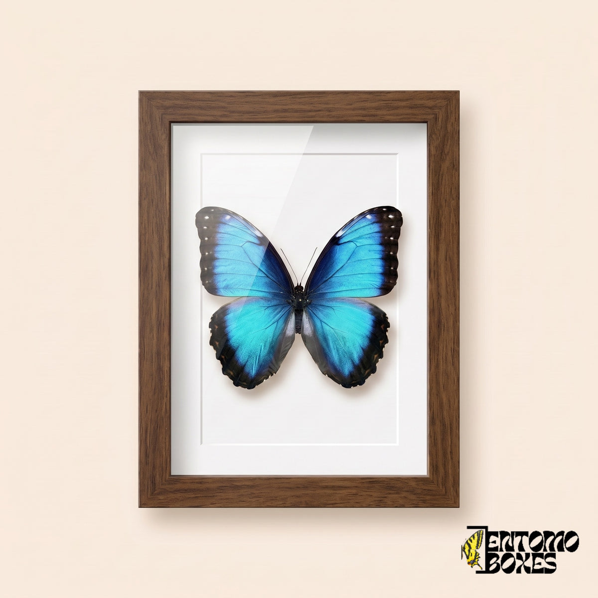Blue morpho butterfly (Morpho helenor) in a dark wood shadow box frame, front view