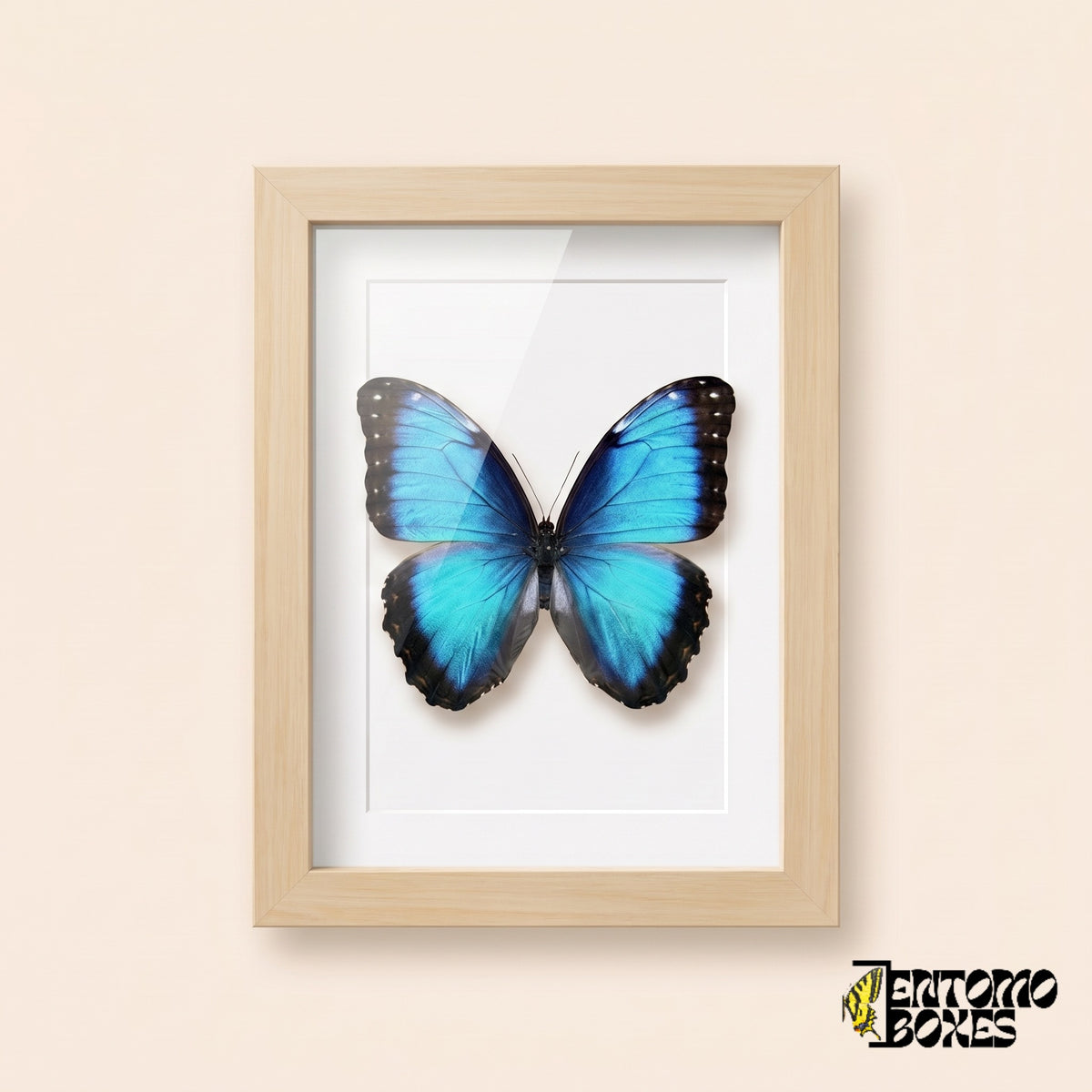 Blue morpho butterfly (Morpho helenor) in a light wood shadow box frame, front view
