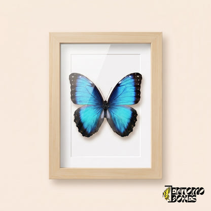 Blue morpho butterfly (Morpho helenor) in a light wood shadow box frame, front view