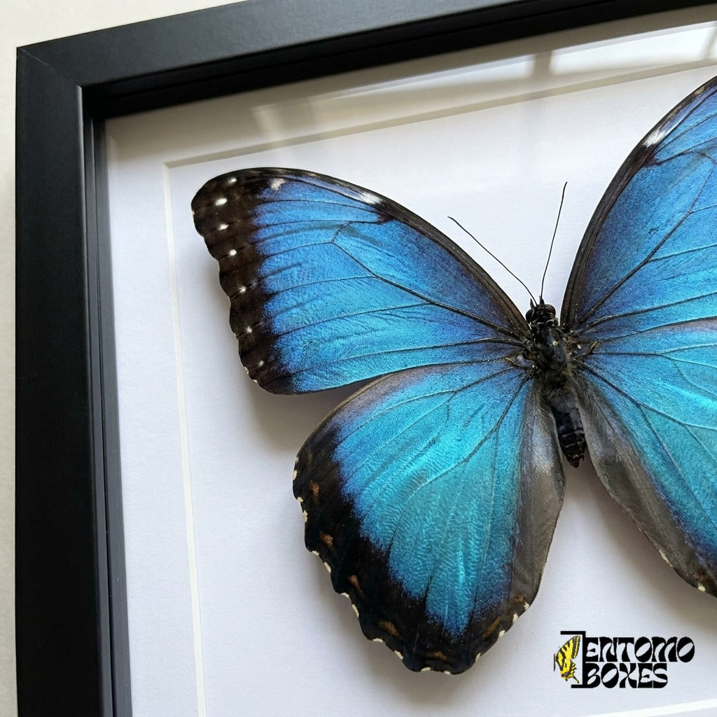 Close-up of the iridescent blue morpho wing behind plexiglass in a black frame