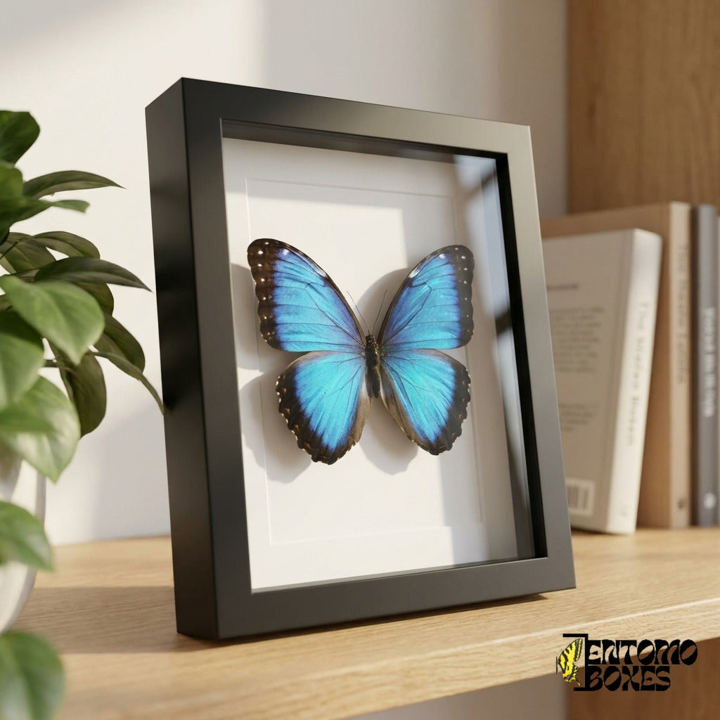 Framed blue morpho butterfly standing on a wooden shelf, side view showing the frame depth