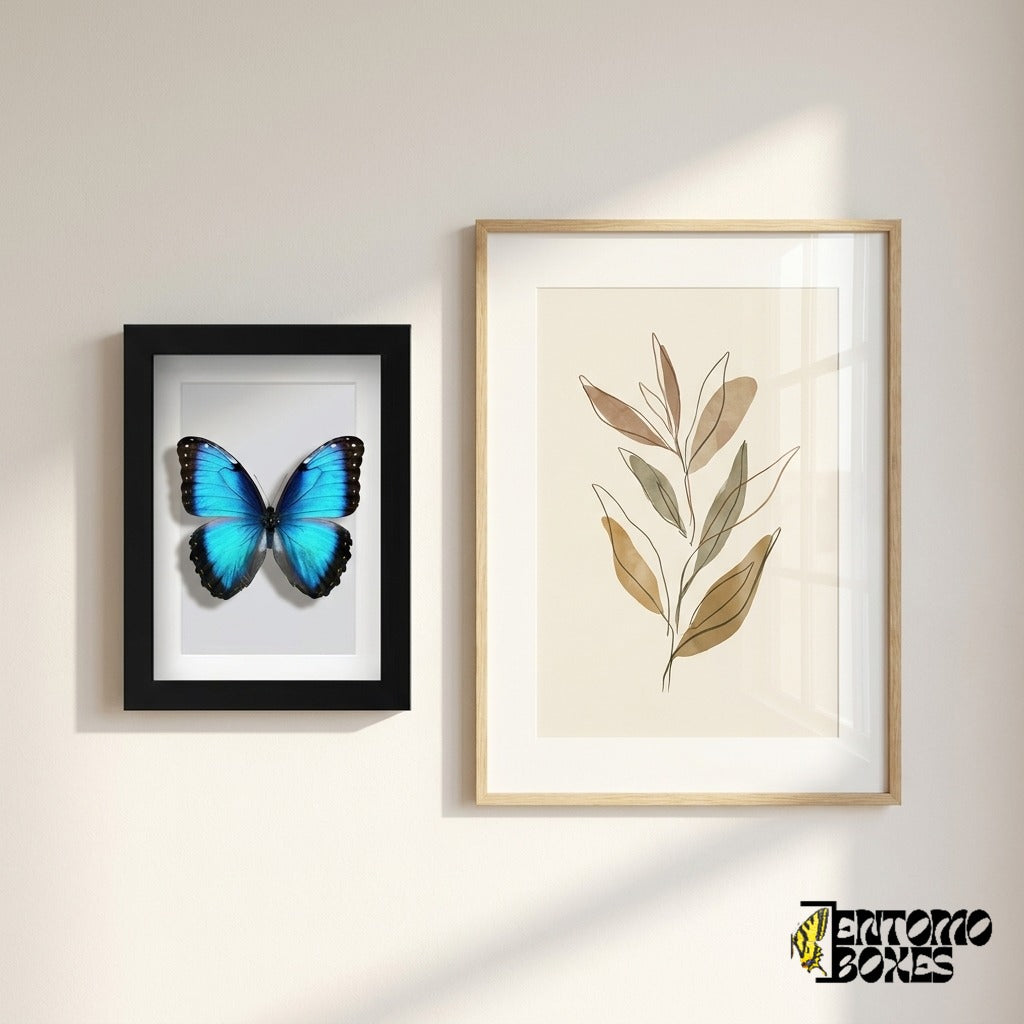 Framed blue morpho butterfly hanging on a wall next to a botanical art poster