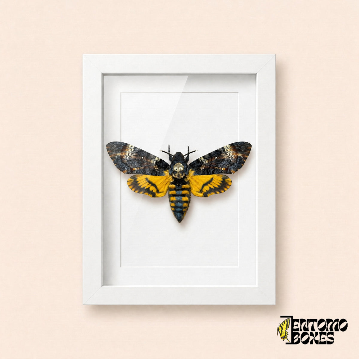 Death's-head hawkmoth (Acherontia atropos) with dark forewings and yellow hindwings in a white shadow box frame, front view
