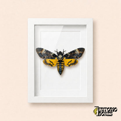 Death's-head hawkmoth (Acherontia atropos) with dark forewings and yellow hindwings in a white shadow box frame, front view