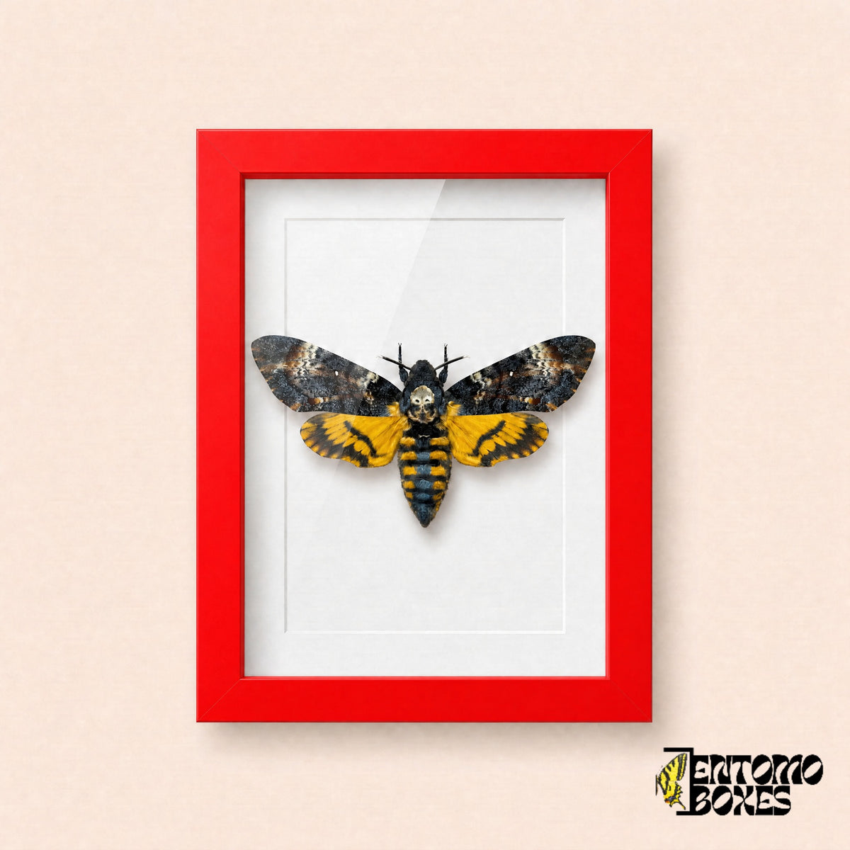 Death's-head hawkmoth (Acherontia atropos) in a red shadow box frame, front view
