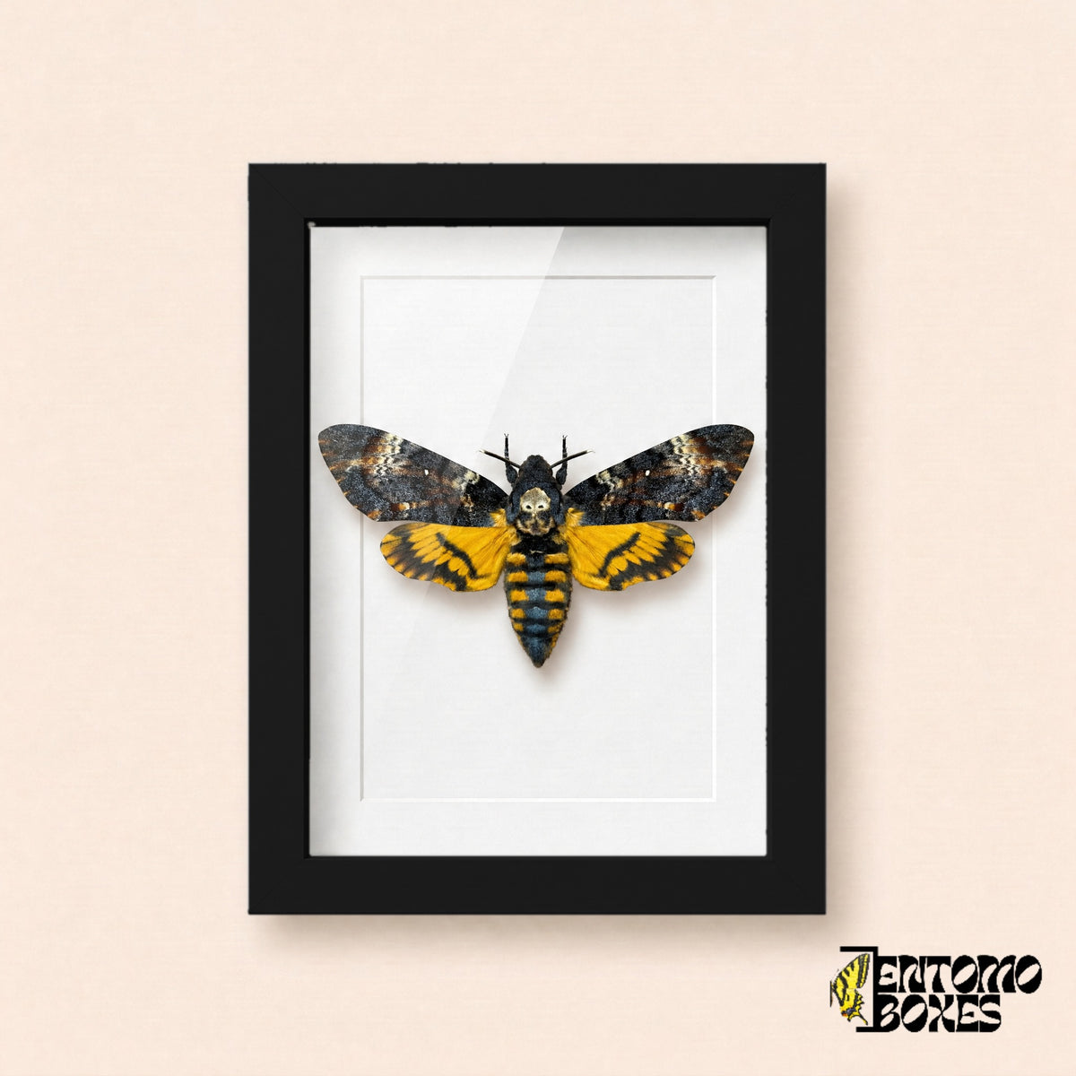 Death's-head hawkmoth (Acherontia atropos) with skull pattern and yellow hindwings in a black shadow box frame, front view