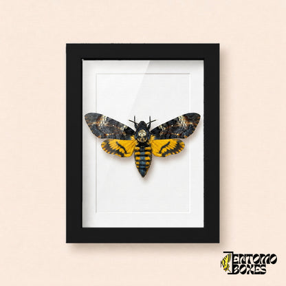 Death's-head hawkmoth (Acherontia atropos) with skull pattern and yellow hindwings in a black shadow box frame, front view