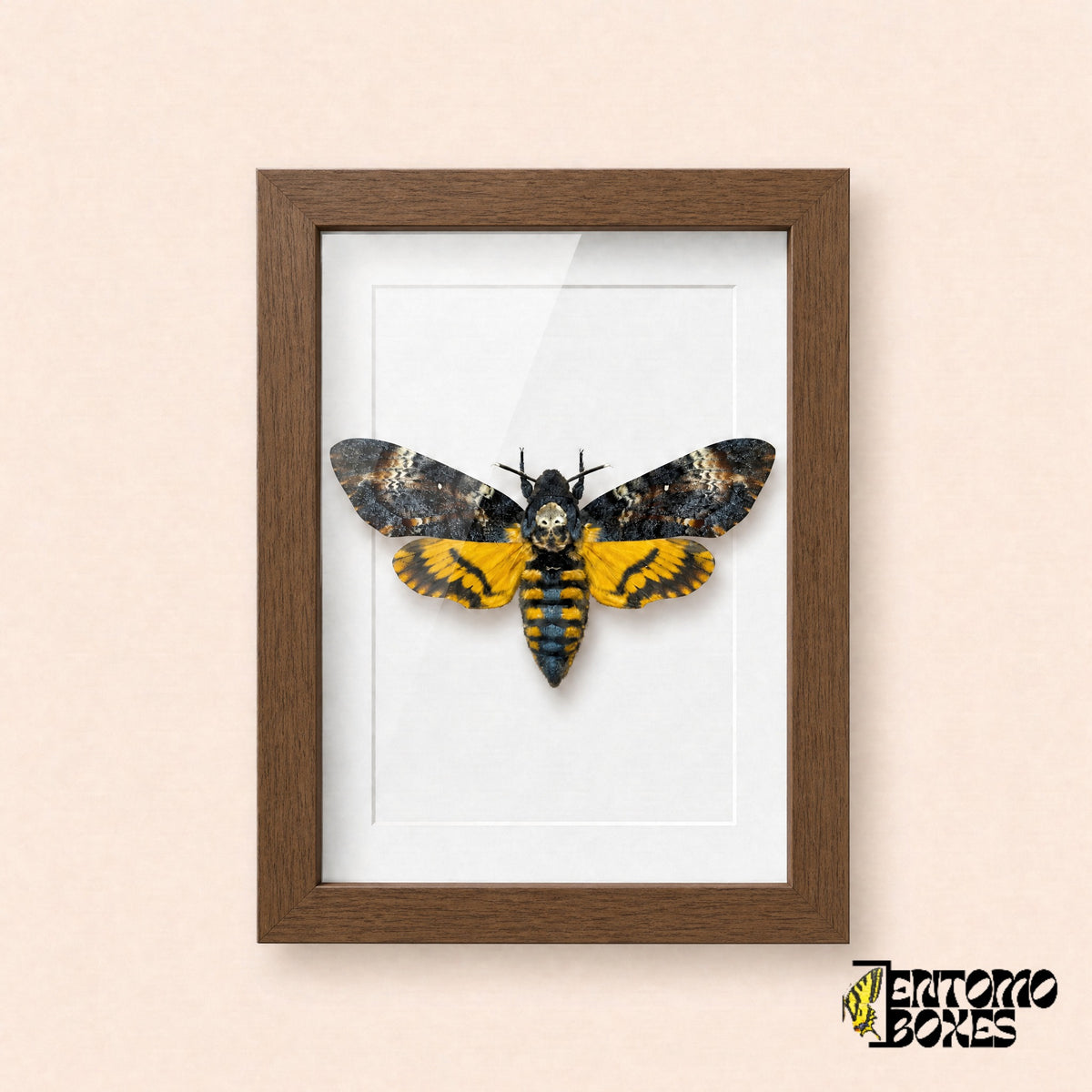 Death's-head hawkmoth (Acherontia atropos) in a dark wood shadow box frame, front view
