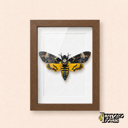 Death's-head hawkmoth (Acherontia atropos) in a dark wood shadow box frame, front view