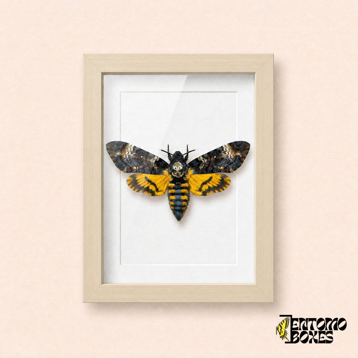 Death's-head hawkmoth (Acherontia atropos) in a light wood shadow box frame, front view