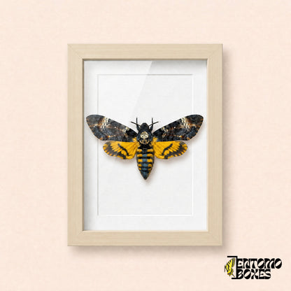 Death's-head hawkmoth (Acherontia atropos) in a light wood shadow box frame, front view