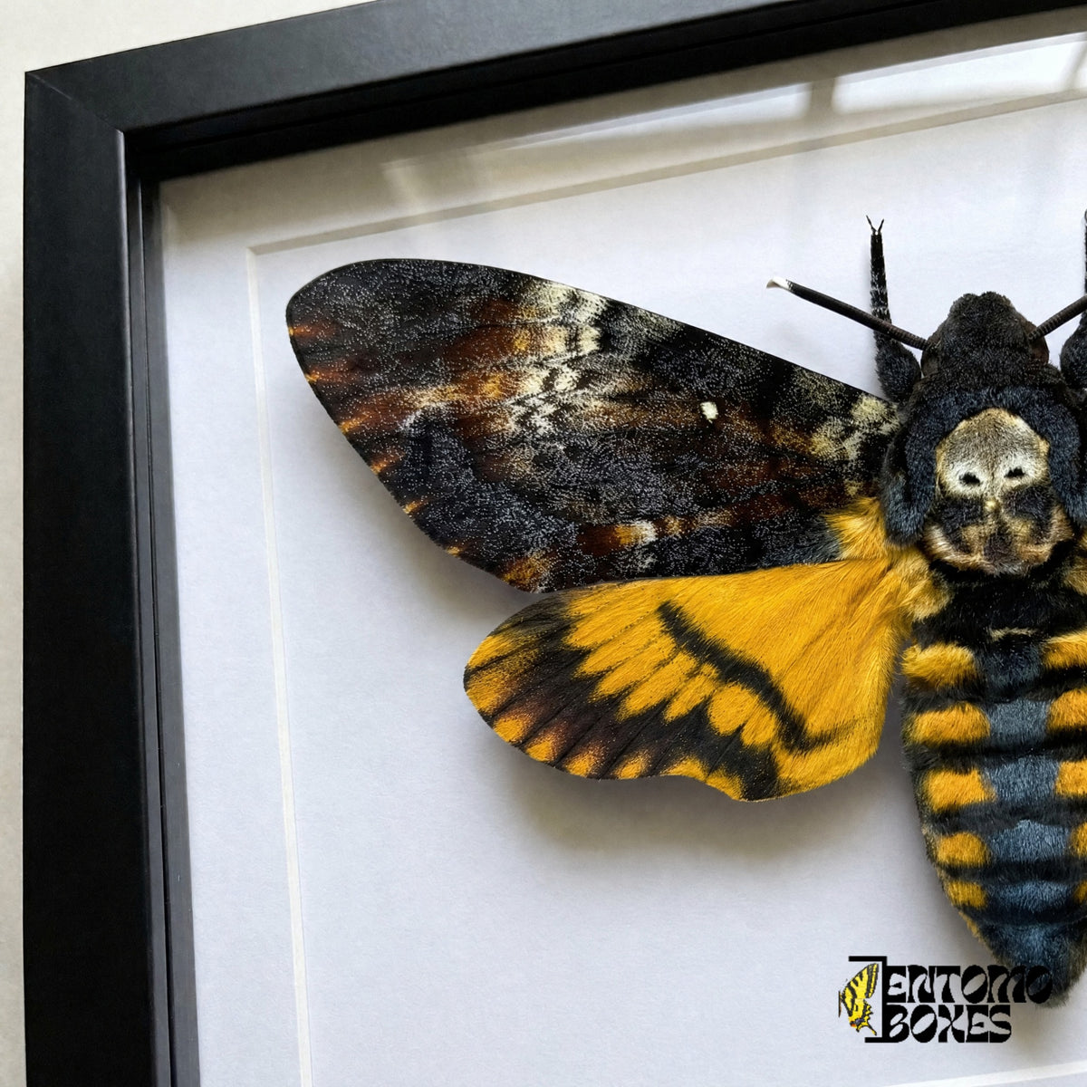 Close-up of the skull marking on the thorax, mottled forewing and yellow hindwing of Acherontia atropos behind plexiglass in a black frame