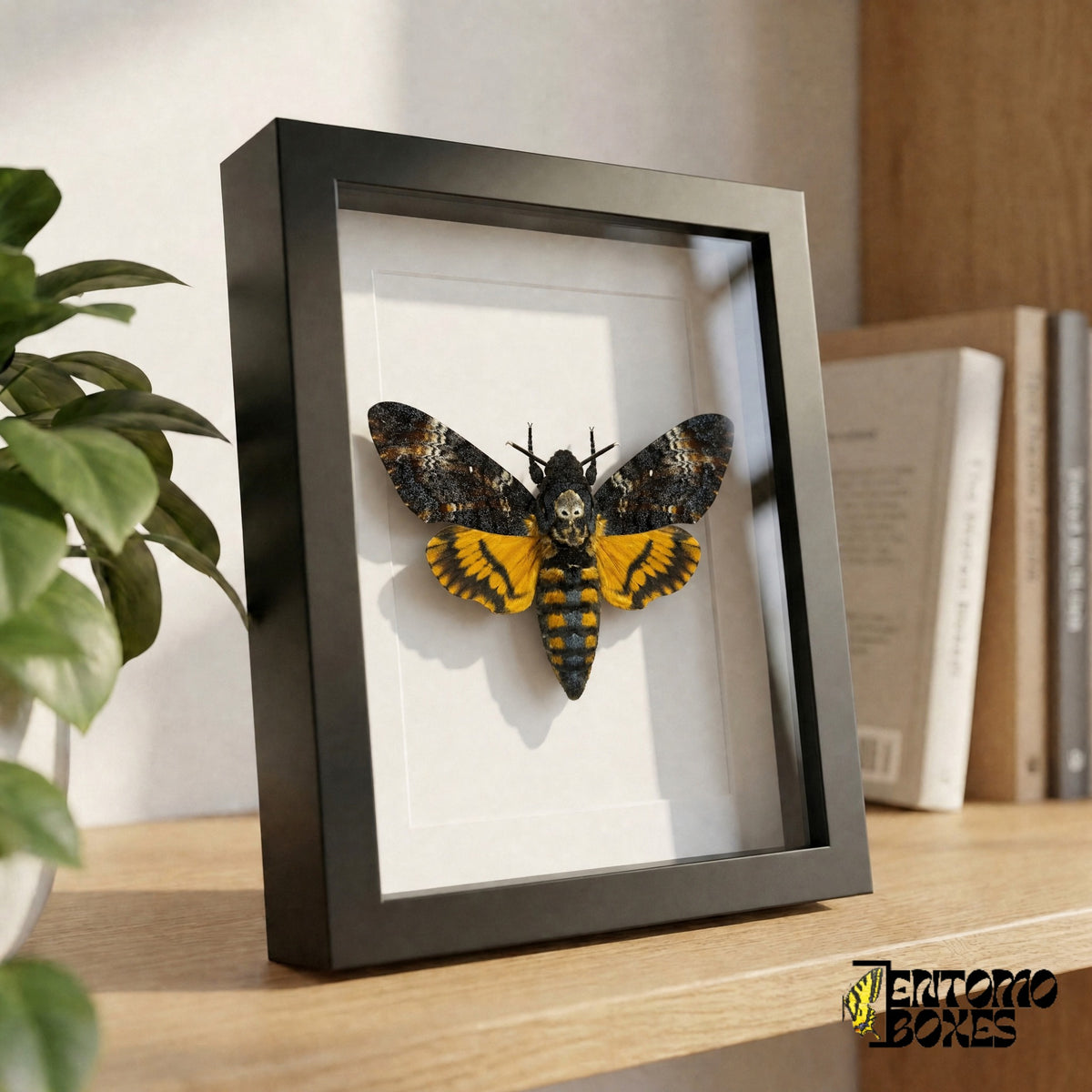 Framed death's-head hawkmoth standing on a wooden shelf, side view showing the frame depth