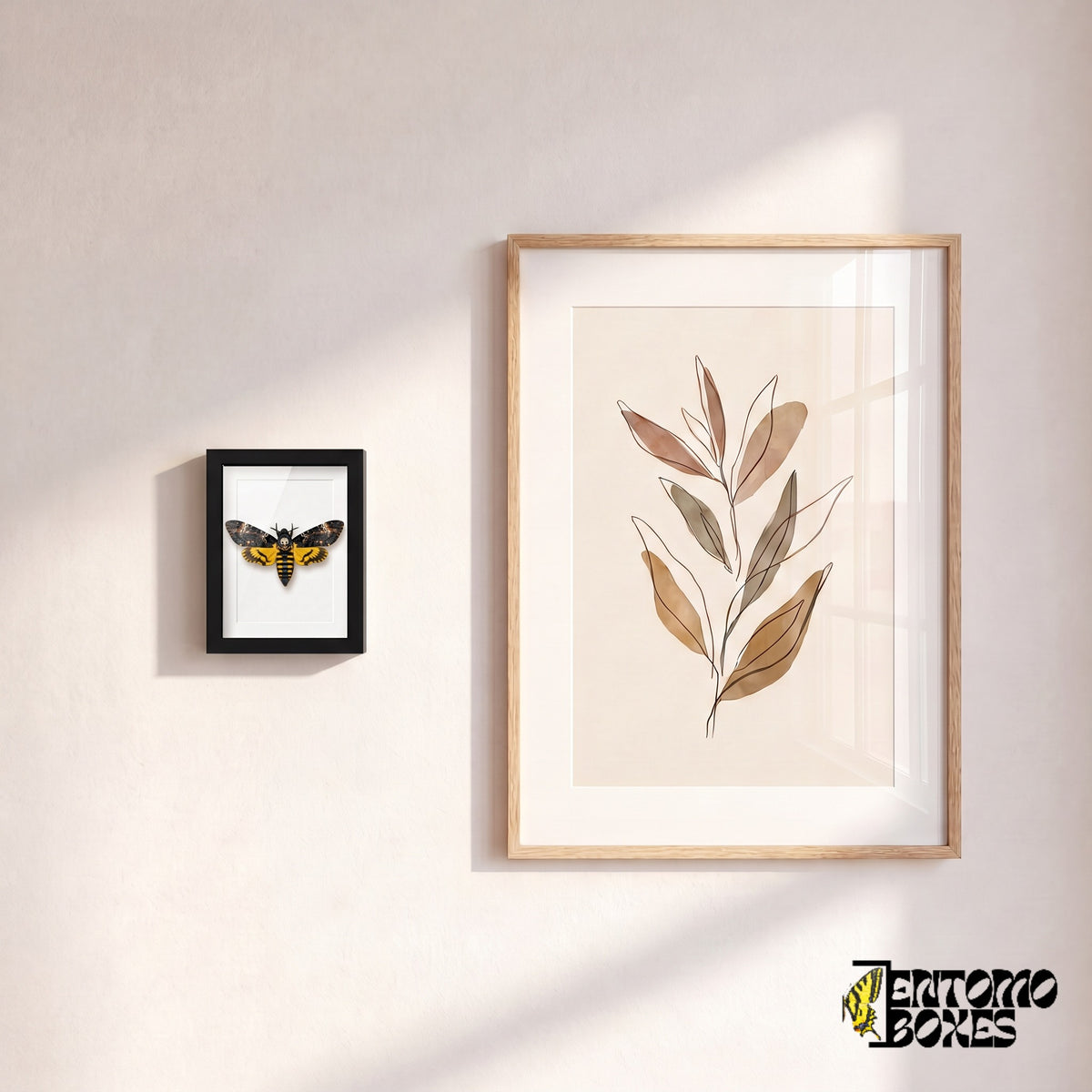 Small framed death's-head hawkmoth hanging on a wall next to a botanical art poster
