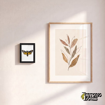 Small framed death's-head hawkmoth hanging on a wall next to a botanical art poster