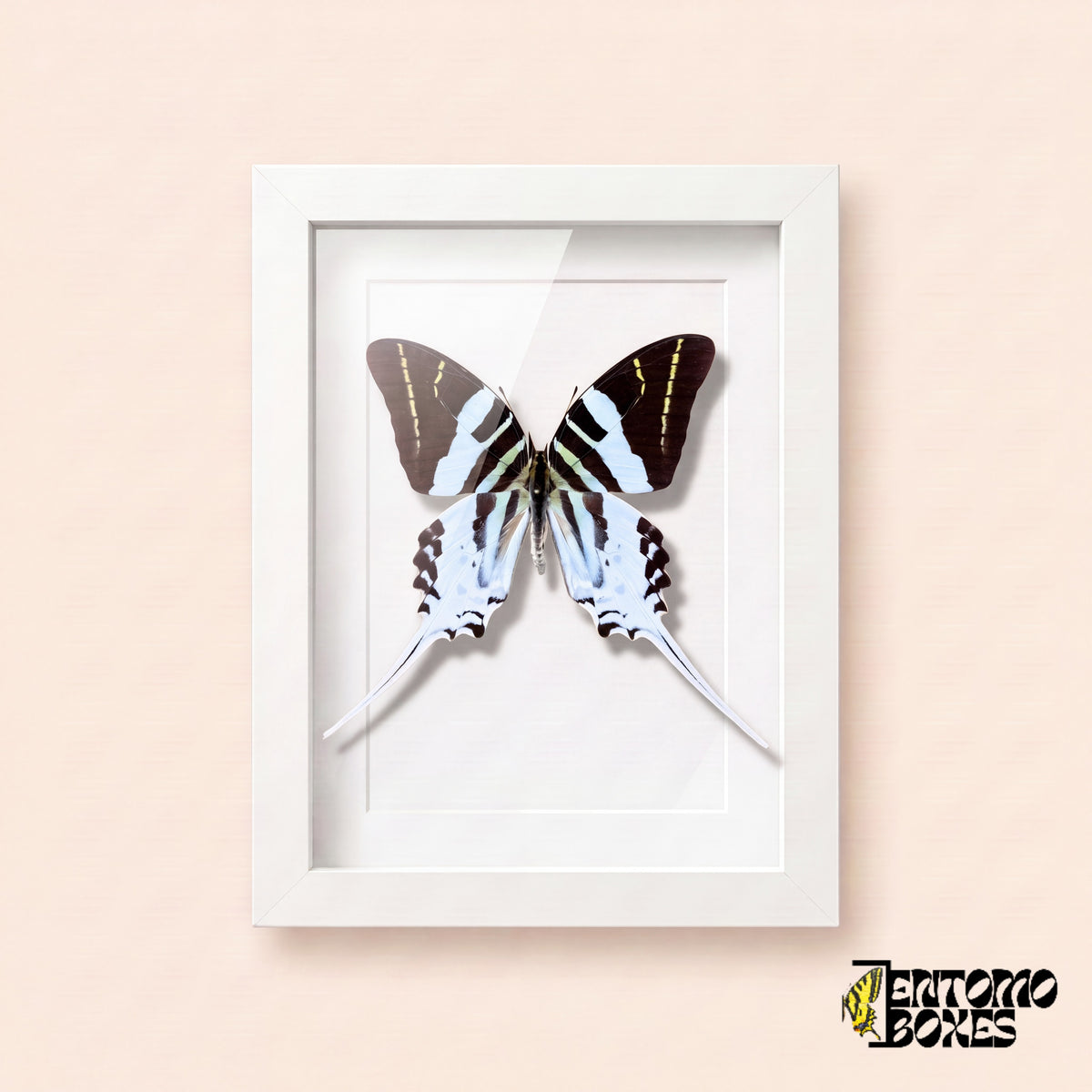 Giant swordtail butterfly (Graphium androcles) with black and white striped wings and long white tails in a white shadow box frame, front view