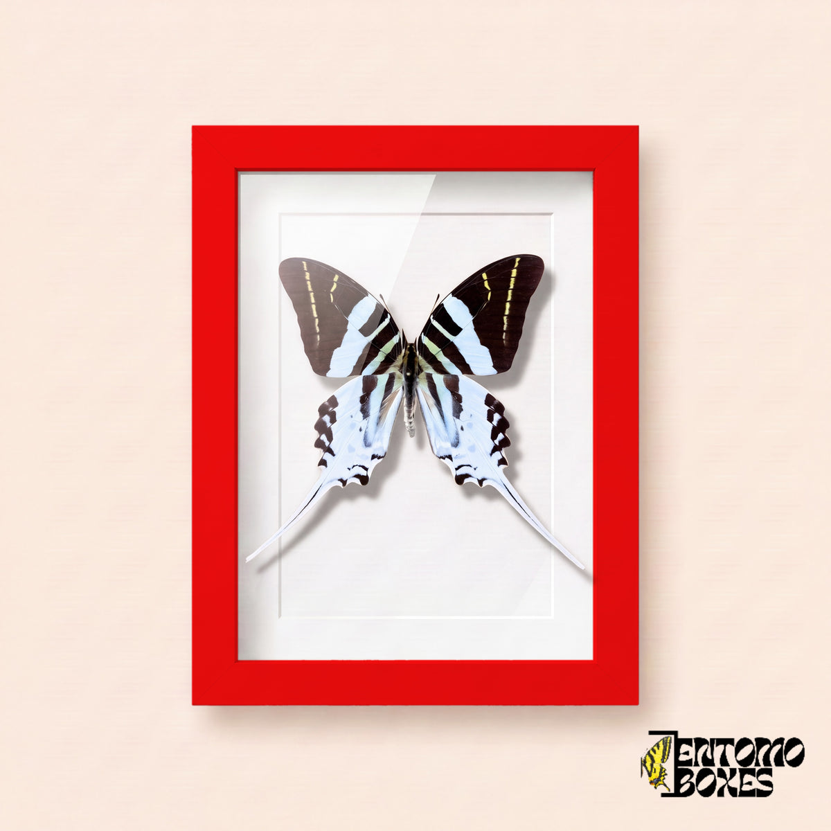 Giant swordtail butterfly (Graphium androcles) in a red shadow box frame, front view