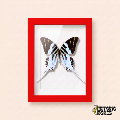 Giant swordtail butterfly (Graphium androcles) in a red shadow box frame, front view